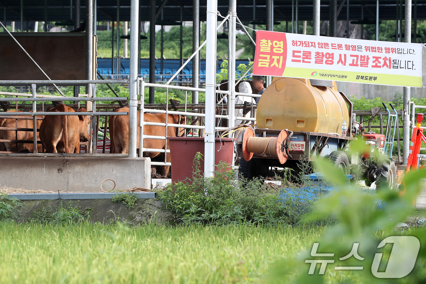 (예천=뉴스1) 공정식 기자 = 3일 경북 예천군의 소 농장 두 곳에서 소 32마리가 구제역에 감염된 것으로 확인됐다. 한 농장에서 방역 당국이 중장비를 동원해 감염이 확인된 소 …