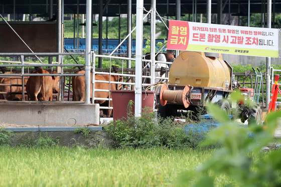 "우시장 보낼 소 골라놨는데 큰 일 났네"…예천서 구제역 또 발생