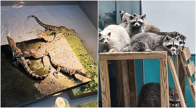멸종위기 야생동물 보호시설 '포화 직전'…인력·예산은 뒷걸음