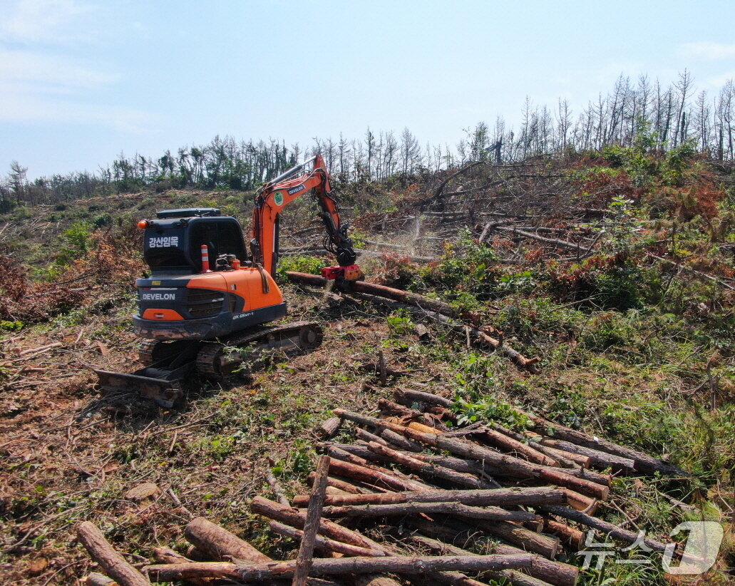 본문 이미지 - 남면 몽산리 소나무재선충 고사목 제거 현장.(태안군 제공. 재판매 및 DB 금지)