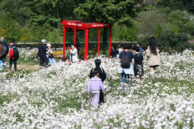 정읍 구절초 꽃축제 10월 8일 개막…18일까지 11일간