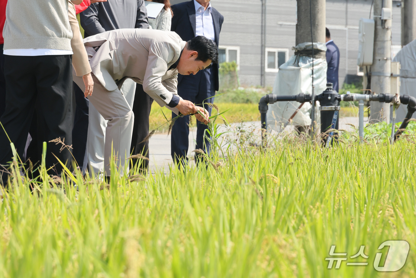 (충주=뉴스1) 신웅수 기자 = 장동혁 국민의힘 대표가 30일 충북 충주시 용두동 일대에서 농지 임차인, 임대인과 함께 농지를 살펴보며 벼 상태를 확인하고 있다.