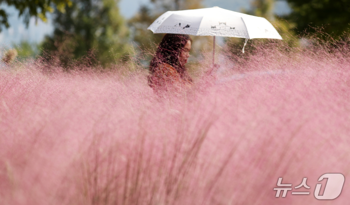(부산=뉴스1) 윤일지 기자 = 초가을 날씨를 보인 30일 부산 강서구 대저생태공원을 찾은 외국인 관광객이 활짝 핀 핑크뮬리를 감상하고 있다. 2026.9.30/뉴스1