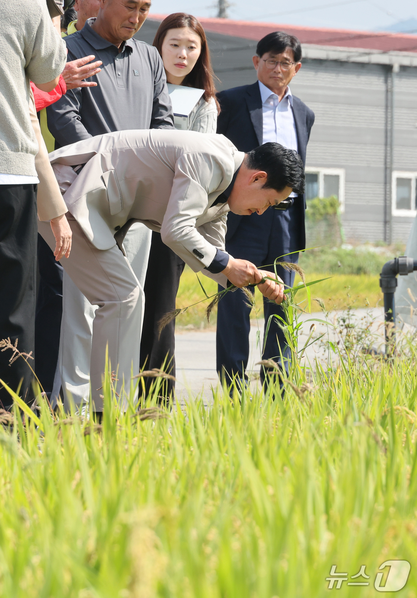 (충주=뉴스1) 신웅수 기자 = 장동혁 국민의힘 대표가 30일 충북 충주시 용두동 일대에서 농지 임차인, 임대인과 함께 농지를 살펴보며 벼 상태를 확인하고 있다. 2026.9.30 …
