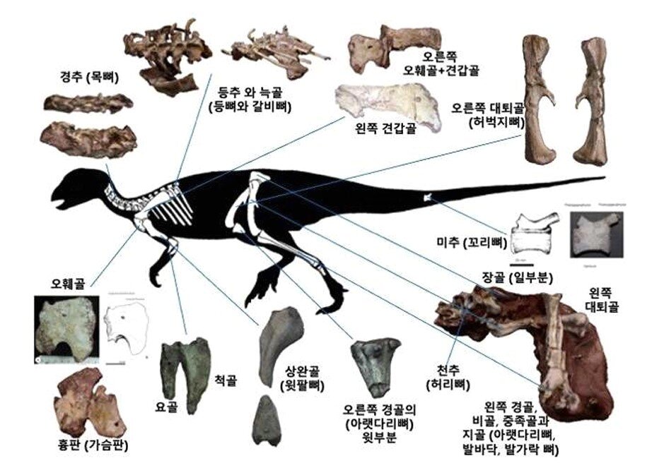 본문 이미지 - 보성 조각류 공룡(코리아노사우루스 보성엔시스) 골격화석 골격도(국가유산청 제공)