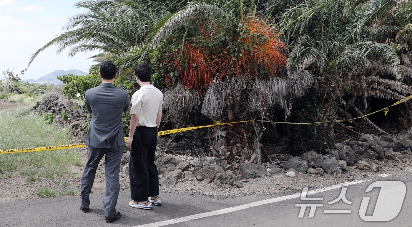 (제주=뉴스1) 고동명 기자 = 4일 오전 경찰이 실종신고를 허위종결한 30대 여성 장씨 유족과 변호인이 시신이 제주시 한림읍 야자수밭을 살펴보고 있다.2026.9.4/뉴스1