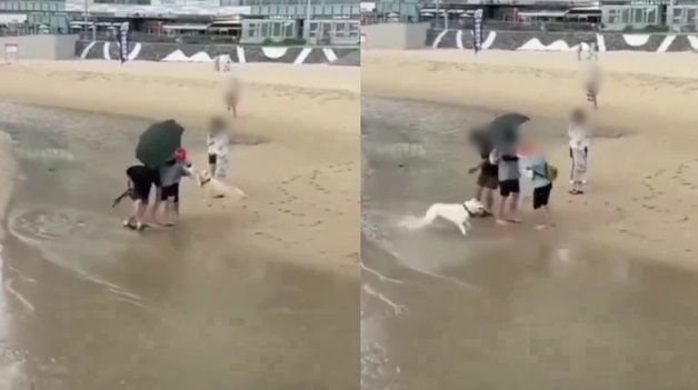 "우리 개는 안 물어요"…백사장서 목줄 거부하더니 작은 개 공격 '아찔'