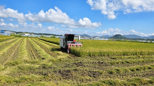 모내기 없이 벼농사…철원 건답직파 재배단지 첫 수확