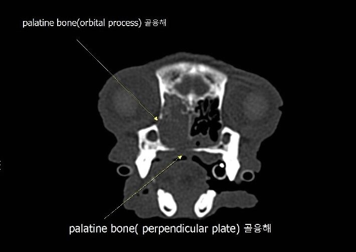 본문 이미지 - 강아지 CT 촬영 결과 코에서 골용해 소견이 관찰됐다(더케어동물의료센터 제공). ⓒ 뉴스1