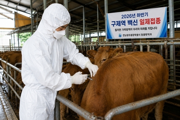 '구제역 예방' 전남광주특별시, 30일까지 백신 접종