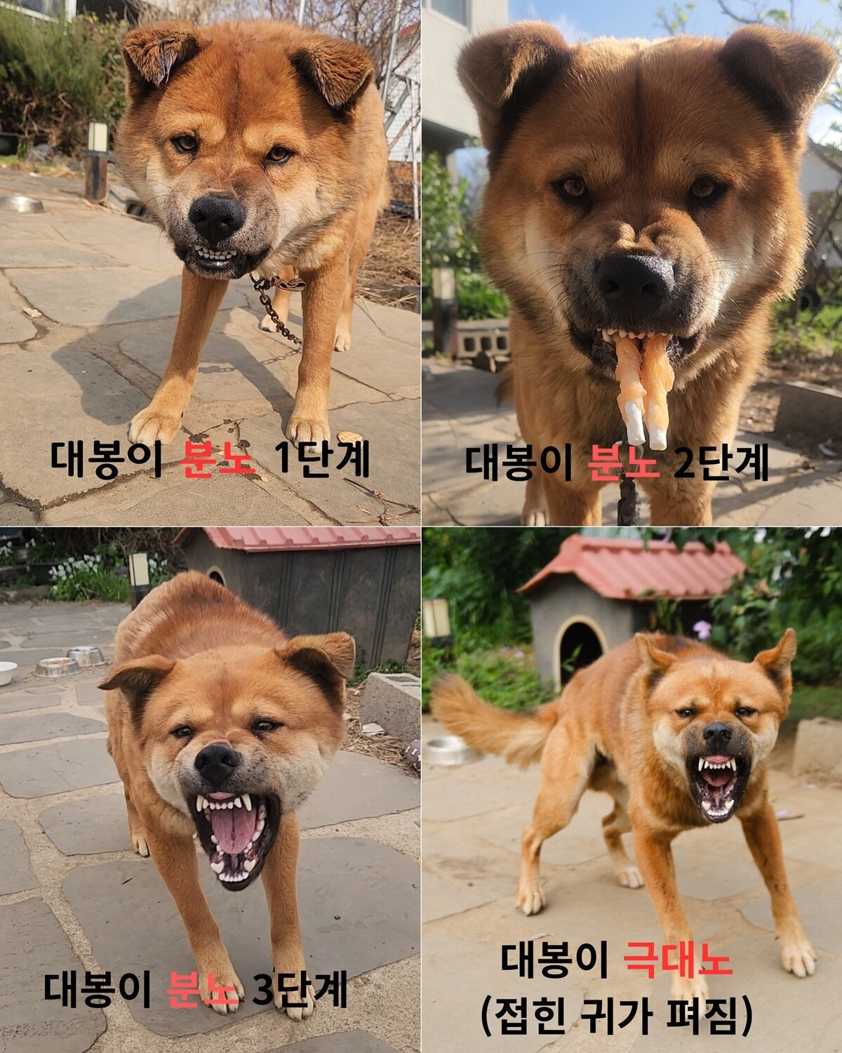 본문 이미지 - 대봉이의 분노 연구(인스타그램 @yyujaeyeon 제공) ⓒ 뉴스1