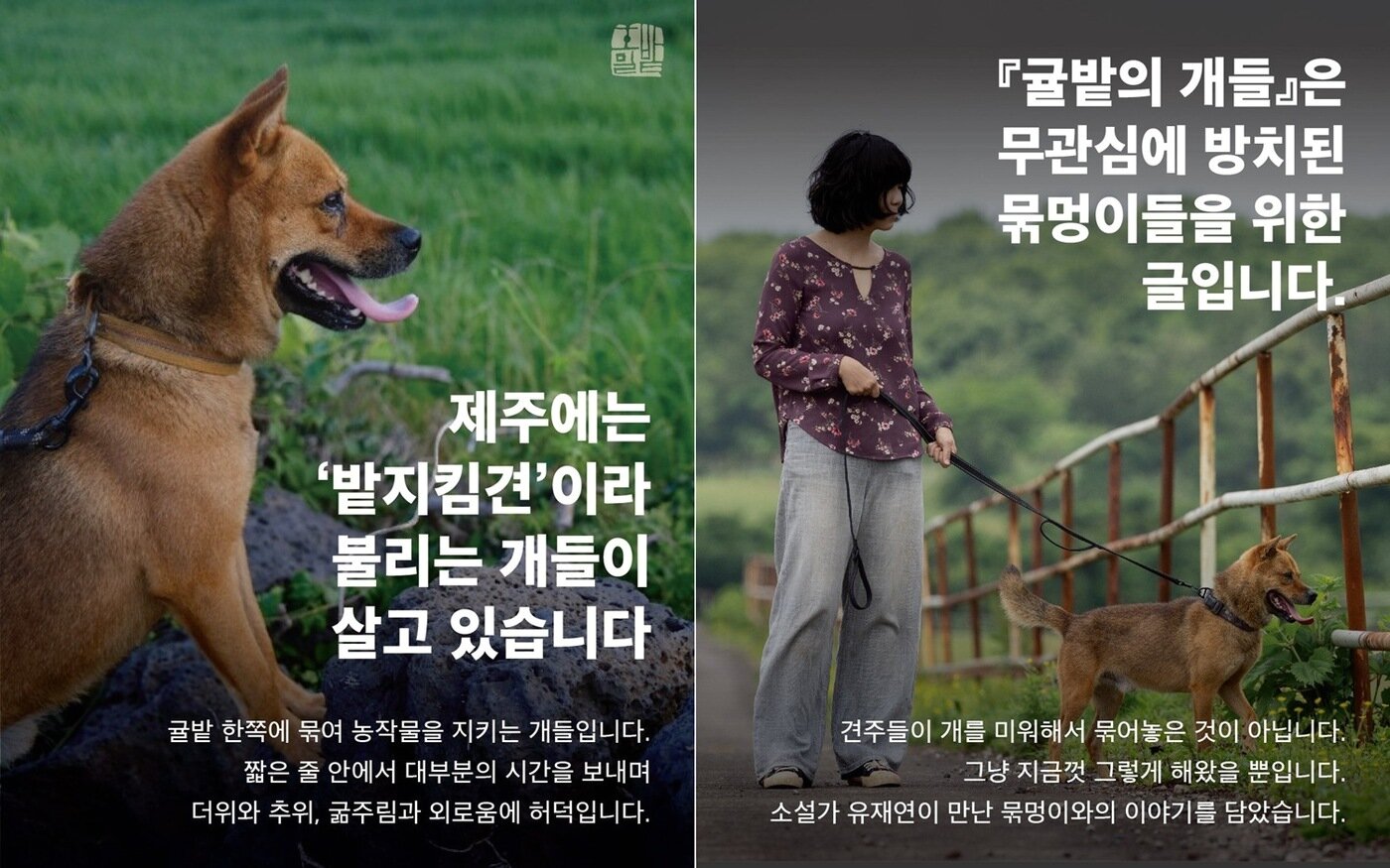 본문 이미지 - 묶멍이'들의 이야기를 담은 책 '귤밭의 개들-아름다운 풍경 속의 작은 지옥들' 출간을 앞두고 펀딩을 진행하고 있다(인스타그램 yyujaeyeon 제공) ⓒ 뉴스1