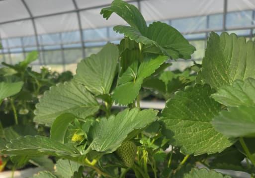 농진청 '미하' 딸기, 키르기스스탄 간다…100만주 규모 로열티 계약