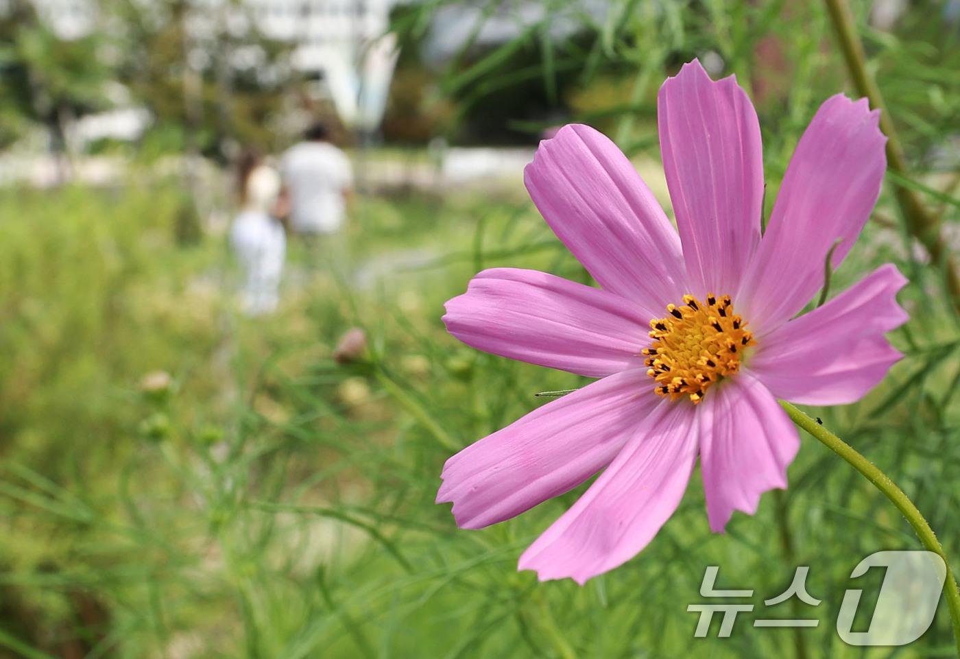 (서울=뉴스1) 이종수 기자 = 절기상 백로가 지난 9일 코스모스가 핀 서울 종로구 열린송현녹지광장에서 시민들이 산책을 하고 있다. 2026.9.9/뉴스1